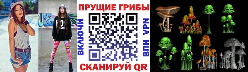 купить наркоту  Нефтекумск  Галлюциногенные грибы Psilocybine cubensis 